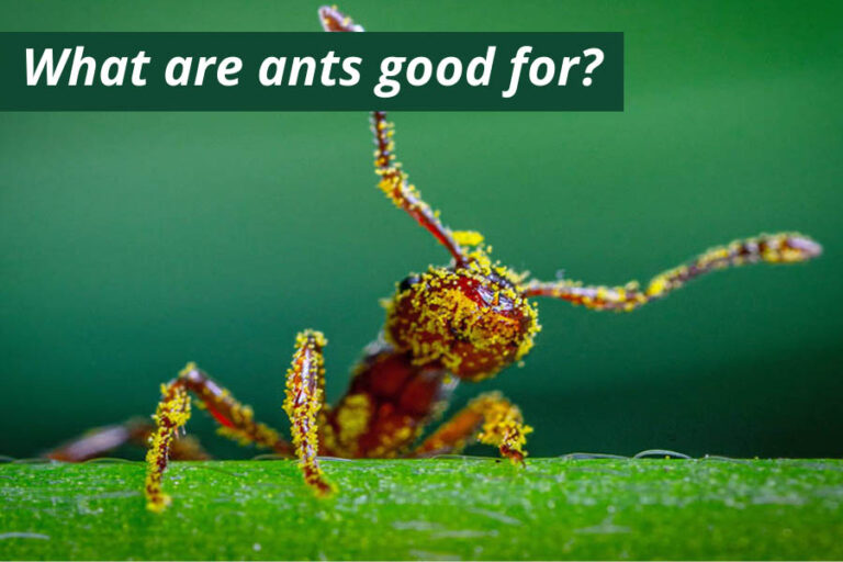 The Benefits & Importance Of Ants What Are They Good For?