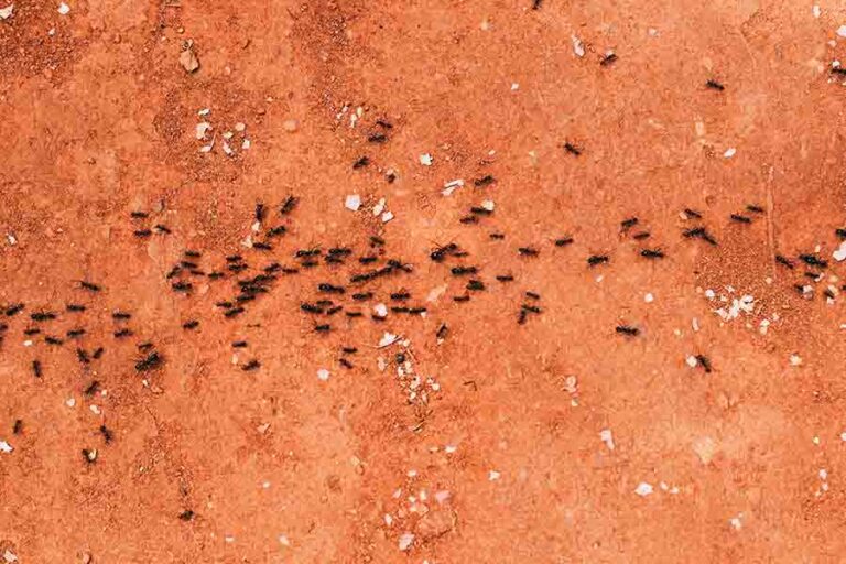 How To Get Rid Of Ants In The Walls (Control & Prevention)