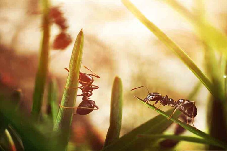 Ant Lifespan How Long Do Ants Live? (11 Species)