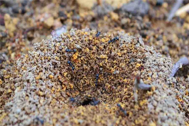 Why Do Ants Carry Dead Ants? Necrophoresis And Its Use