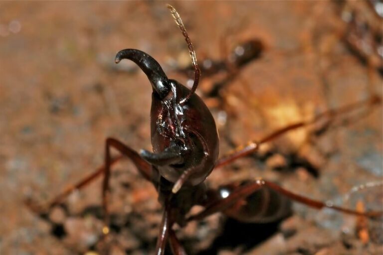 Top 13 Most Dangerous Ants In The World