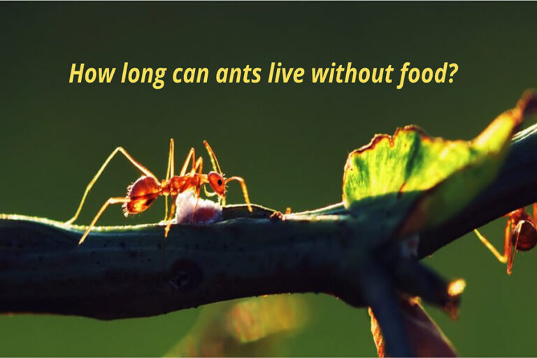 How long can ants live without food and water 