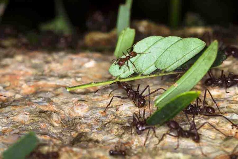 What Do Ants Eat? The Diet Of Different Types Of Ants