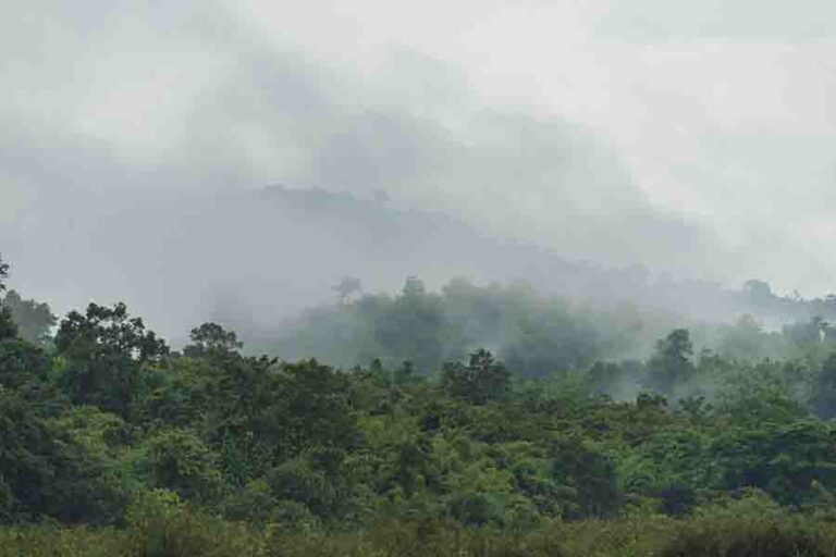 Where Do Bullet Ants Live Locating The Deadliest Ant where-do-bullet-ants-live-locating-the-deadliest-ant