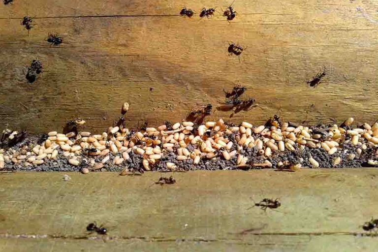 How To Get Rid Of Ants In The Walls (Control & Prevention)