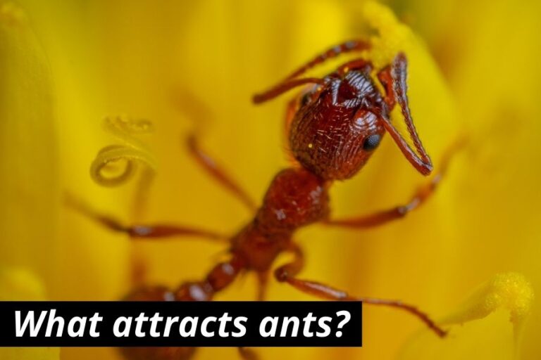 Does Salt Kill Ants? (How It Works) Epsom & Table Salt