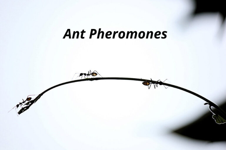 Ant Pheromones How Trail Pheromone & Others Work