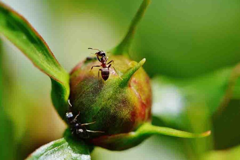 Peonies And Ants A Mutualistic Relationship