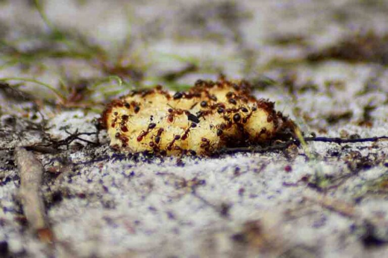 What Attracts Ants? 8 Things To Clean Up To Avoid Ants