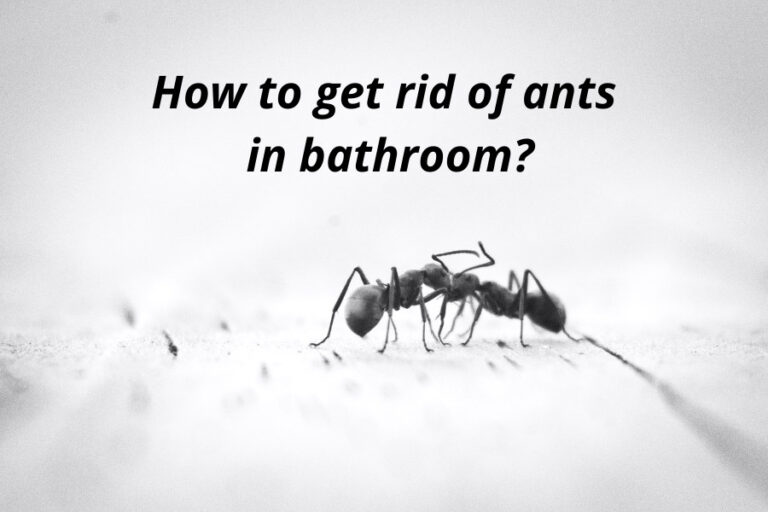 How To Get Rid Of Ants In The Bathroom (Ant Removal Guide)