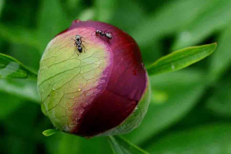 Peonies And Ants A Mutualistic Relationship