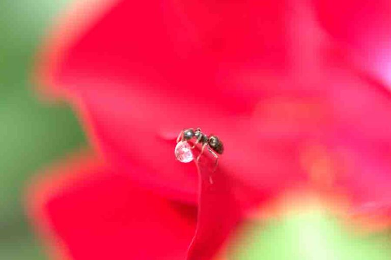 Honey Ants (Honeypot Ants) 9 Intereseting Facts