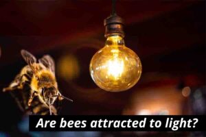 are bees attracted to light