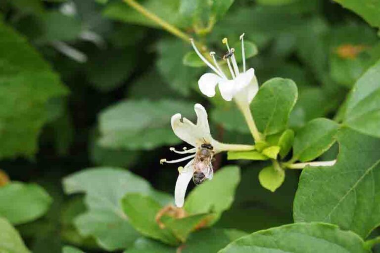 Best Flowers & Plants For Bees 17 Flowers That Attract Bees