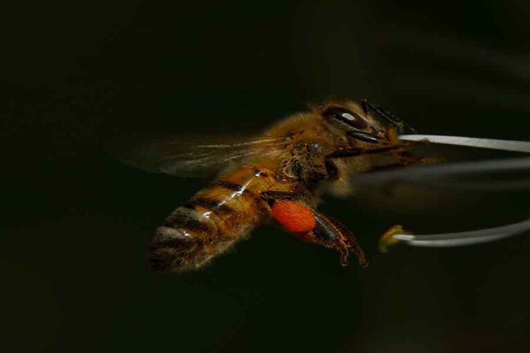 When Do Bees Go Away? (End Of Bees Season)