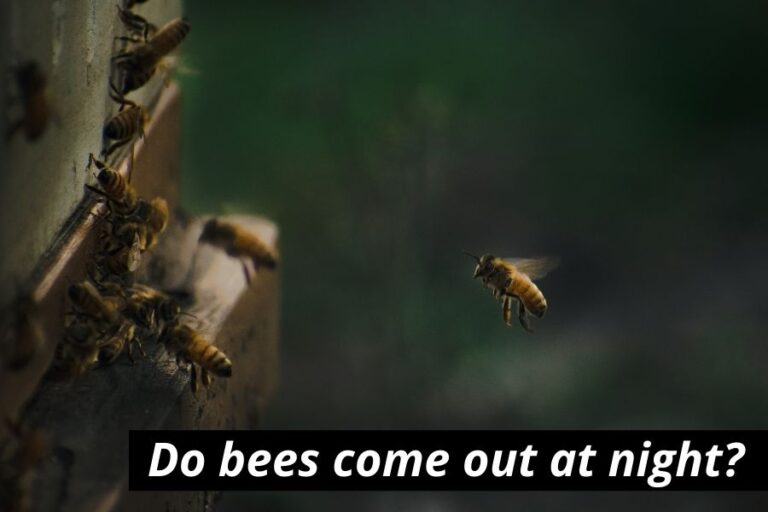 How Do Bees Fly (According To Science)? Bee Flight