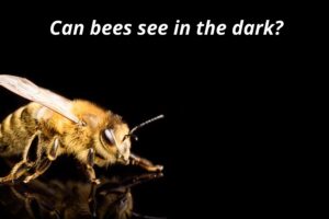 bees in the dark