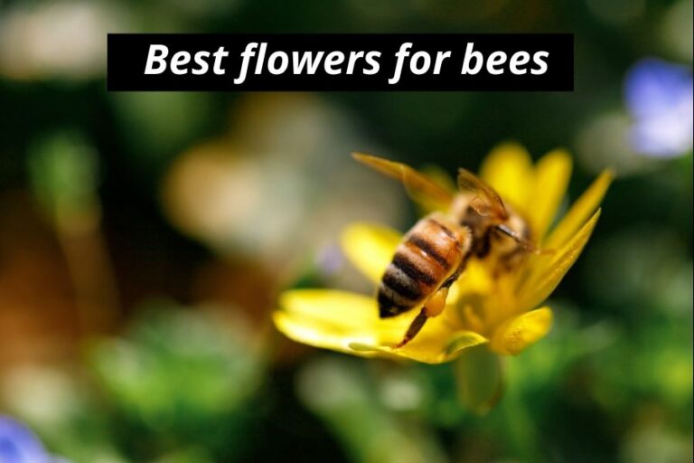 Do Bees See Color & Which Can They See? (Yes, They Do)