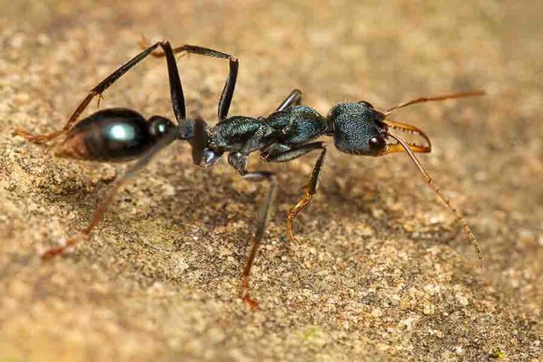 Top 13 Most Dangerous Ants In The World