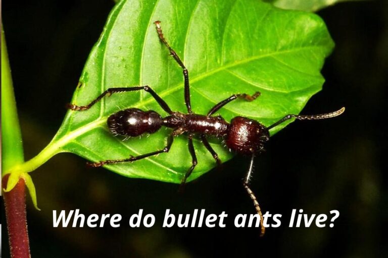 Where Do Bullet Ants Live? (Locating The Deadliest Ant)