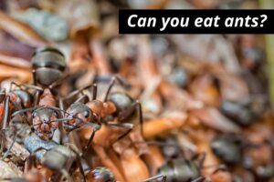 can you eat ants