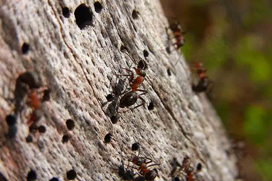 Can Carpenter Ants Eat Through Drywall Picture Of Carpenter