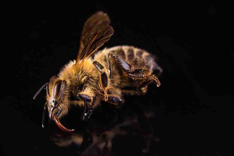 The Drone Bee (Role Of The Male Bees In A Beehive)