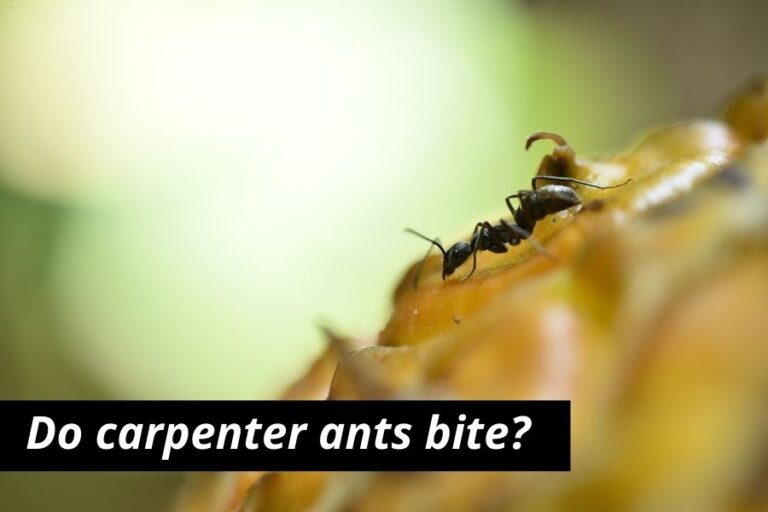 Carpenter Ant Bites (Symptoms, Identification & Treatment)