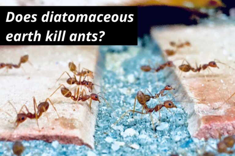Does Diatomaceous Earth Kill Ants? Get Rid Of Ants With DE