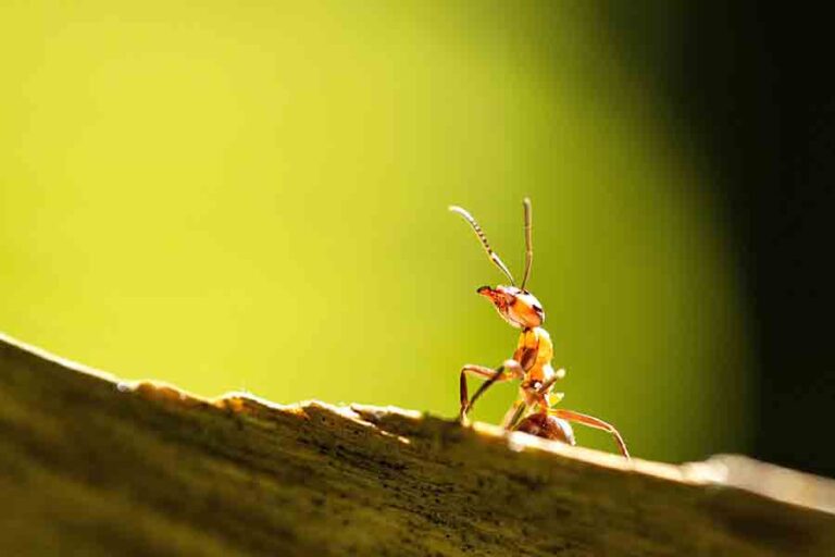 Can Ants Smell? (Ants Remarkable Sense Of Smell)