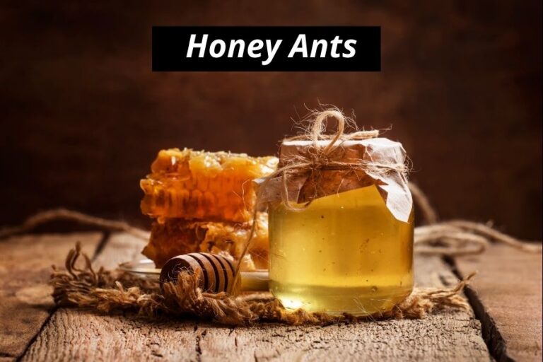 Honey Ants (Honeypot Ants) 9 Intereseting Facts