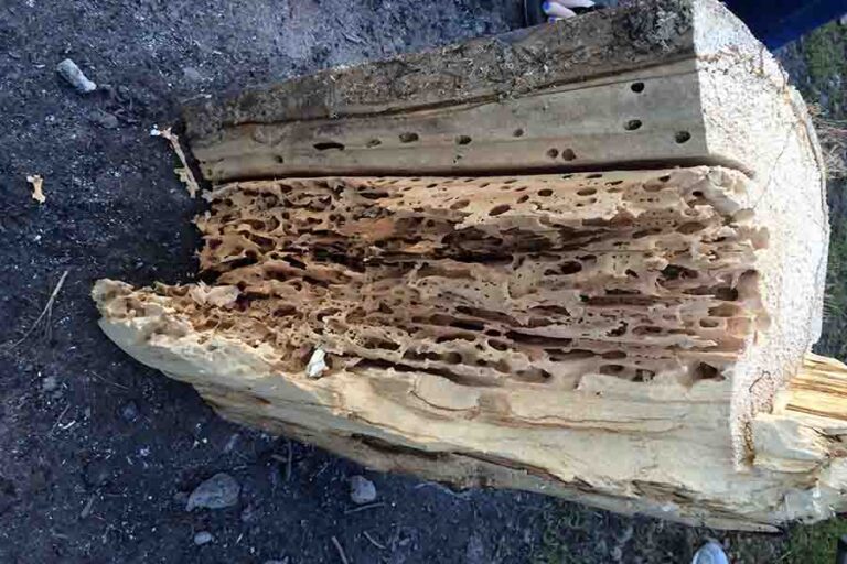 Property Damage From Carpenter Ants What To Look Out For