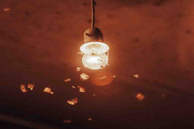 Are Bees Attracted To Light & Why? (Scientific Explanation)