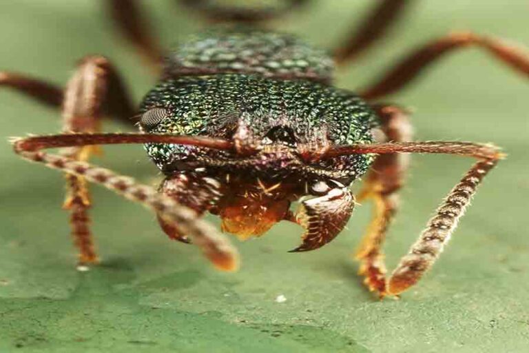 Top 13 Most Dangerous Ants In The World