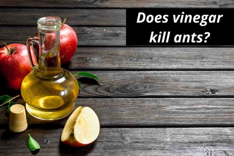 Does Vinegar Kill Ants? NO! Here's How It Really Works