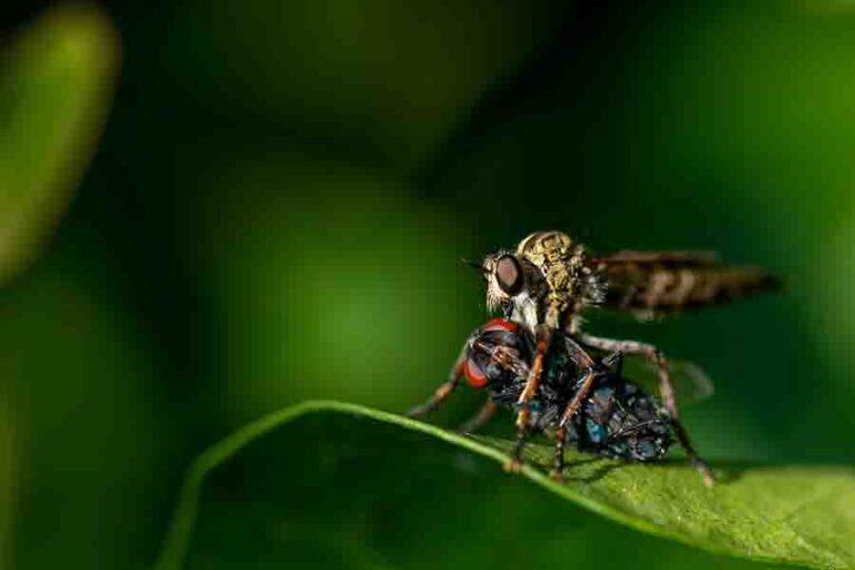 Are Bees Attracted To Light & Why? (Scientific Explanation)