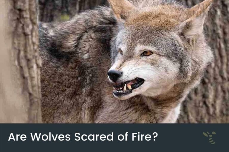 Are Wolves Scared Of Fire? Misfit Animals