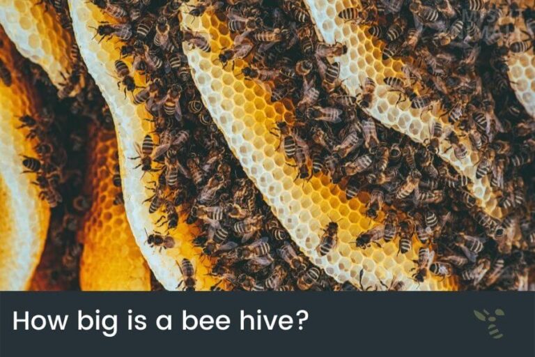 Size Of A Beehive How Much Space Do Bees Need? (Not A Lot)