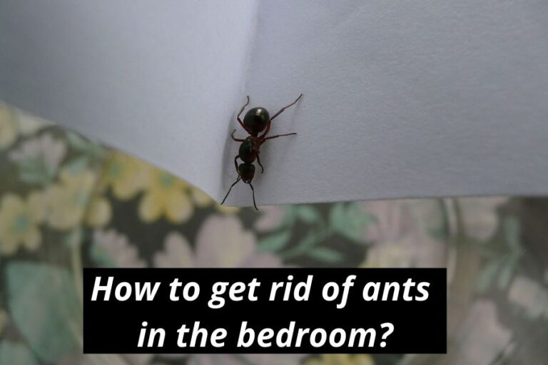 Does Cinnamon Kill Ants? (How To Use Cinnamon Against Ants) Misfit