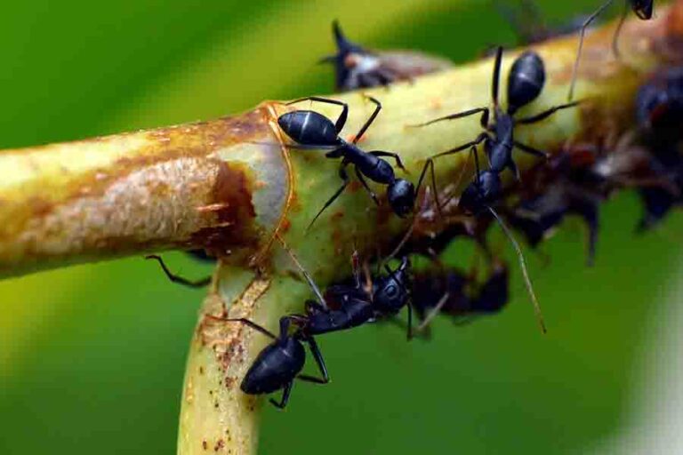 Do Ants Eat Termites? (How Ants Deal With Termites)