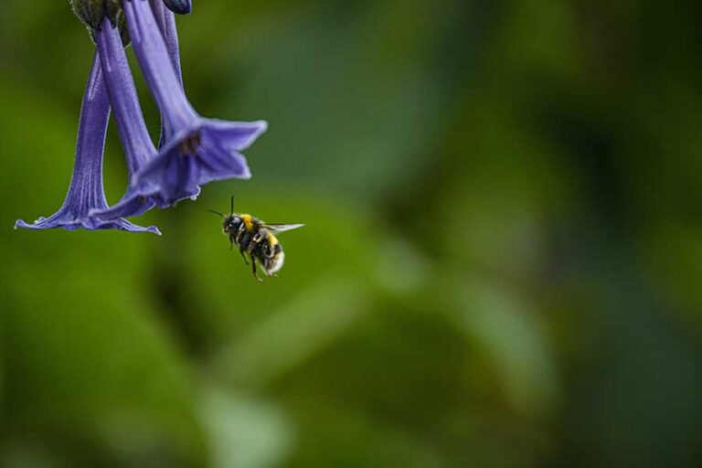 Which Colors Are Bees Attracted To The Most?