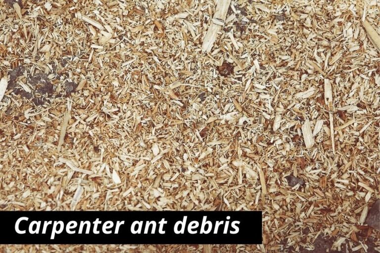 Carpenter Ant Frass & Debris What Does It Look Like?