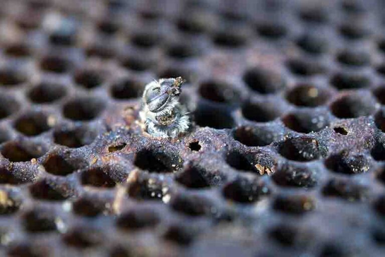 The Drone Bee (Role Of The Male Bees In A Beehive)