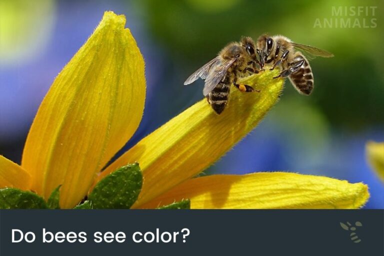 Do Bees See Color & Which Can They See? (Yes, They Do)