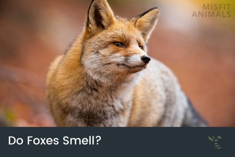 Do Foxes Smell? (Scent Marking & Detection)