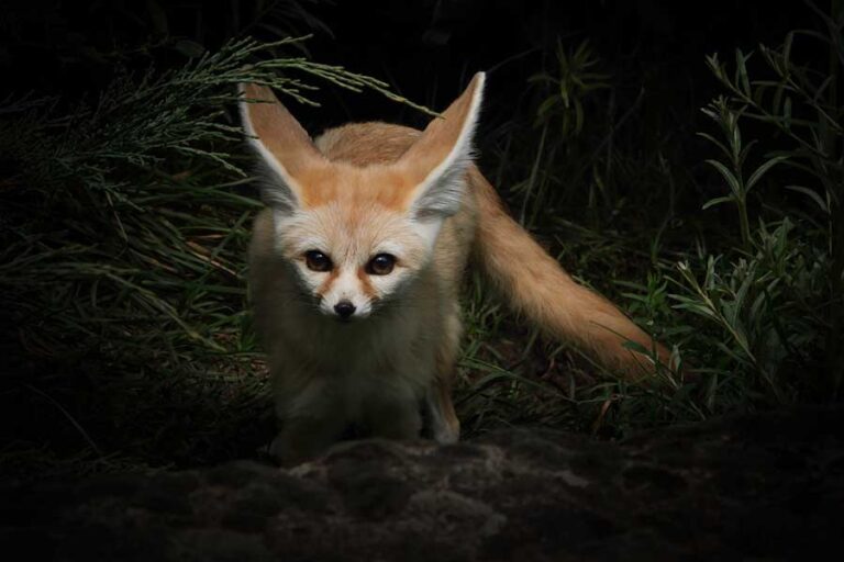 Can Foxes See In The Dark? Do Foxes Have Night Vision?