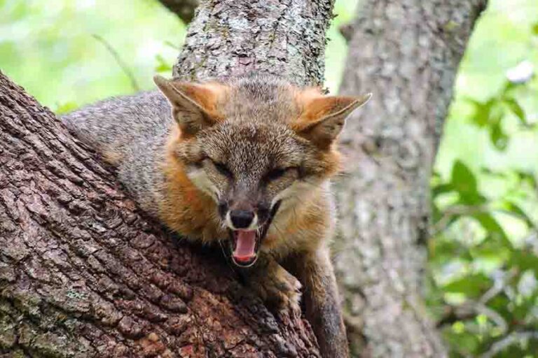 Are Foxes Dangerous & Do They Attack Humans & Pets?