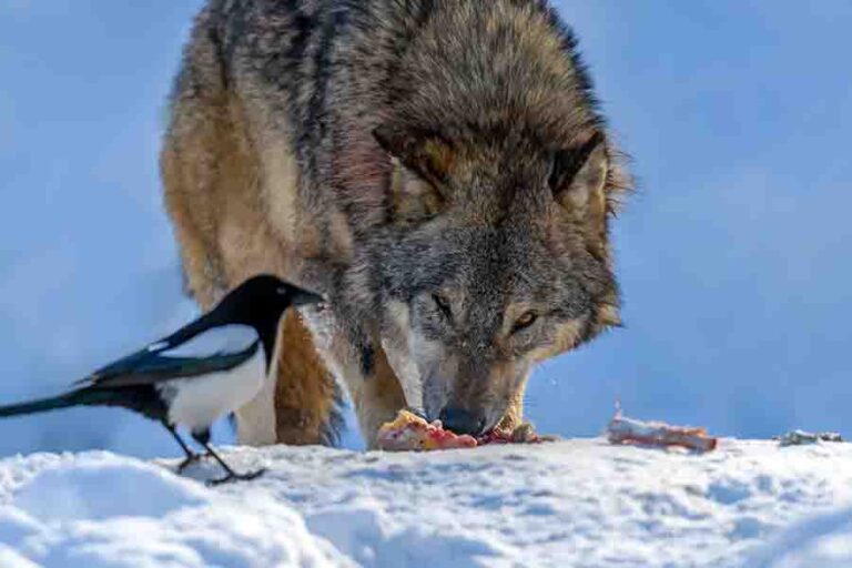 What Do Wolves Eat? List Of Animals Hunted By Wolves