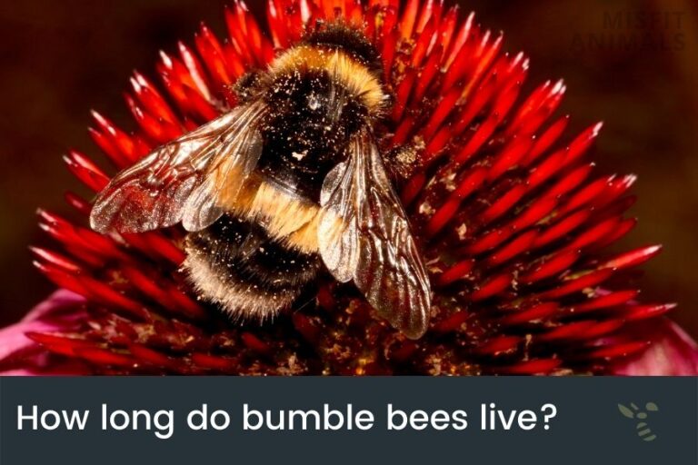 How Long Do Bumblebees Live? (Life Span Of Bumblebees)