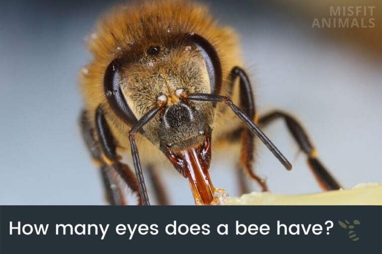 How Do Bees See The World? (And Why It’s Important)
